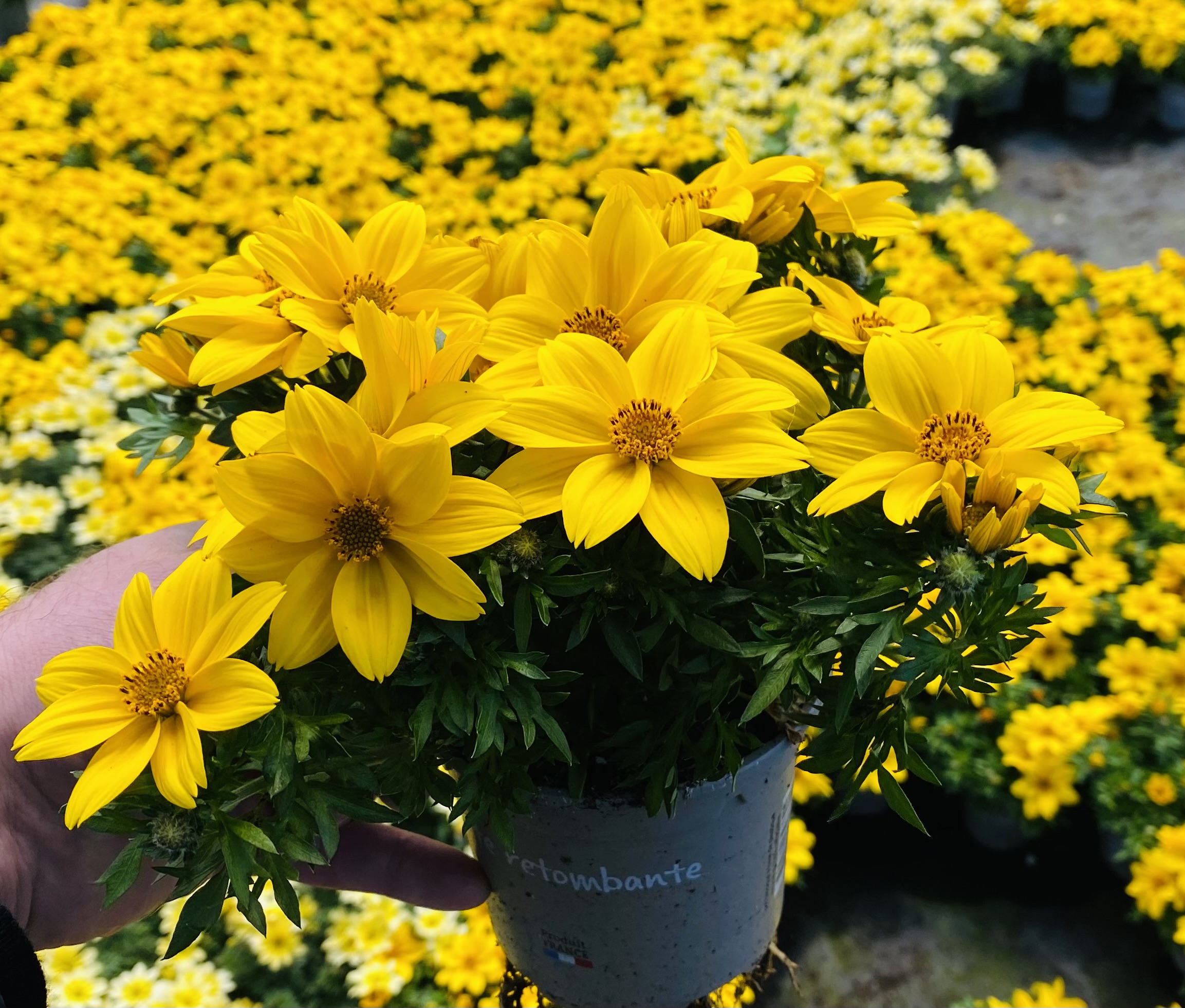 Bidens Ferulifolia