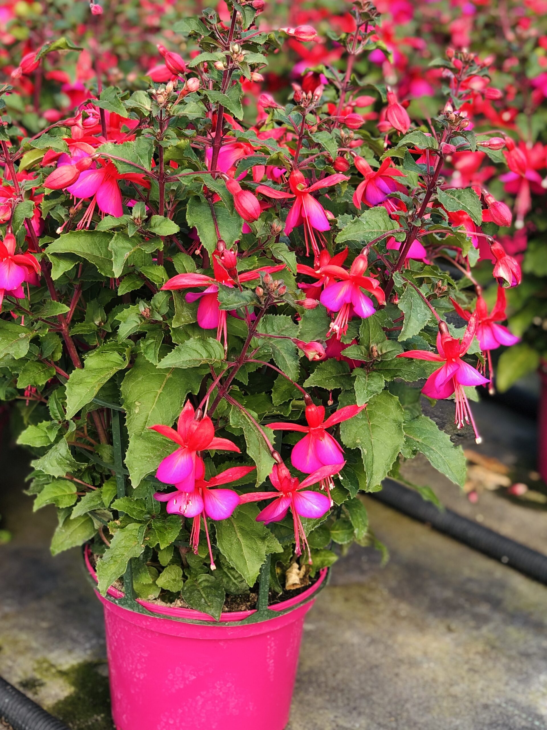 Fuchsia Hybride