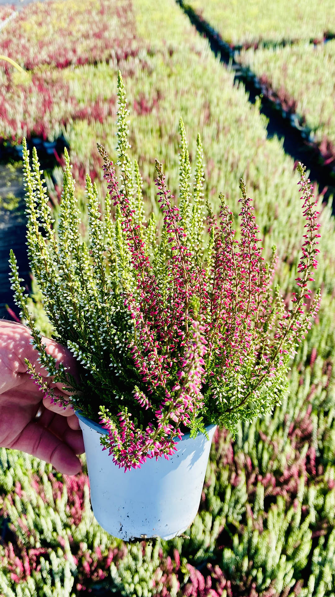 Bruyere Calluna